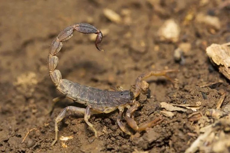 4 Things To Do If You Find A Scorpion In Your House Pest Pointers