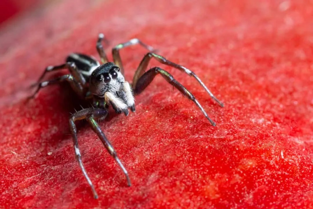 6 Reasons Why Spiders Won't Crawl On You At Night (Probably) Pest