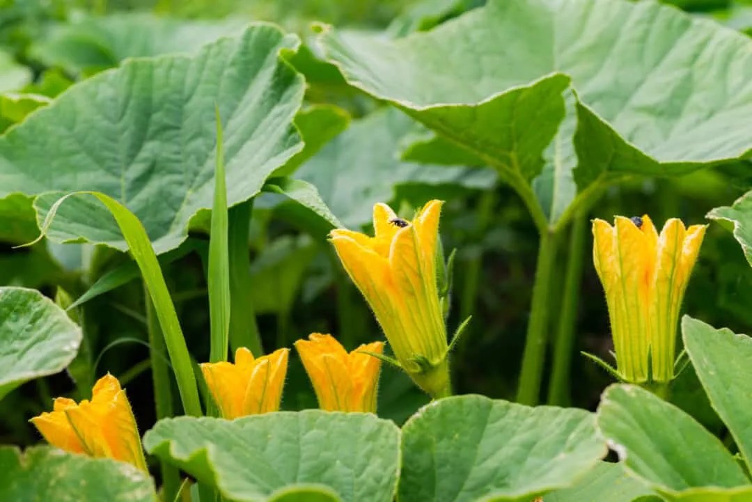 7 Bugs and Insects That Love Eating Pumpkins (Repel Them!) Pest Pointers