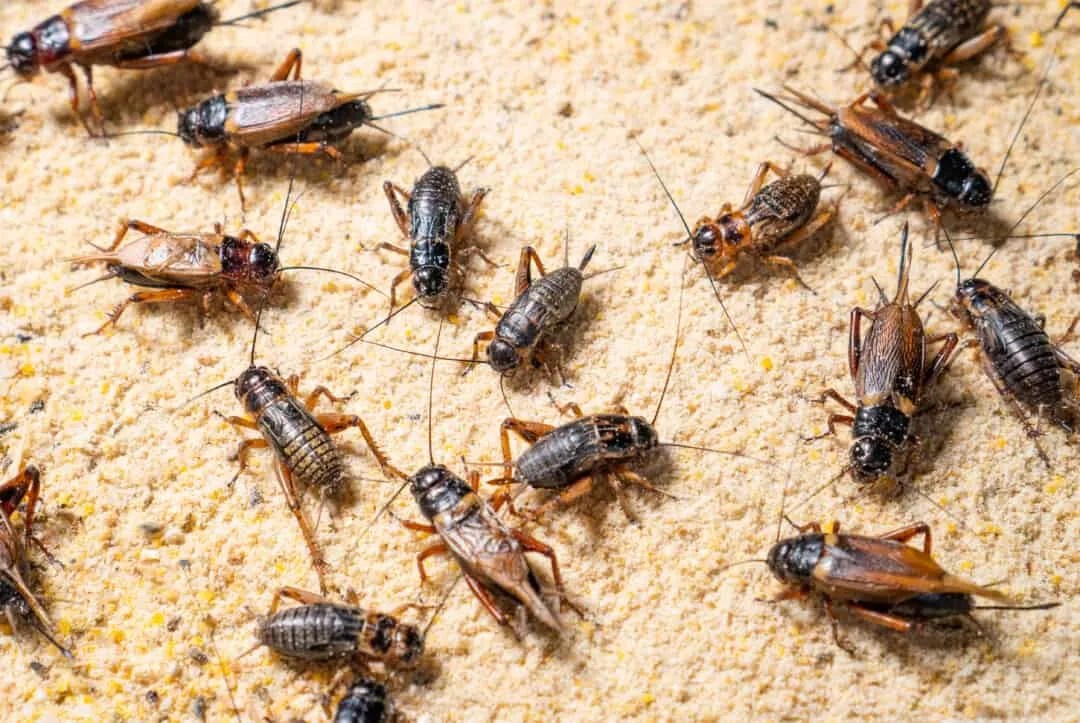 9 Things That Attract Crickets To Your Yard + How To Fix Them Pest