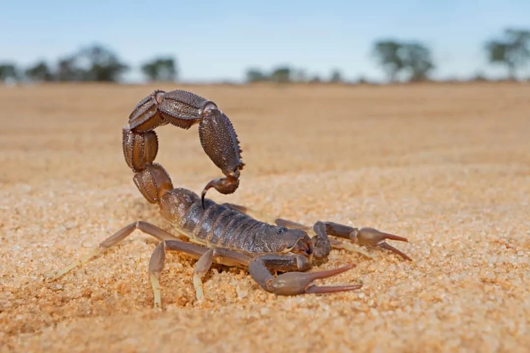 4 Bizzare Things That Attract Scorpions To Your Home Pest Pointers