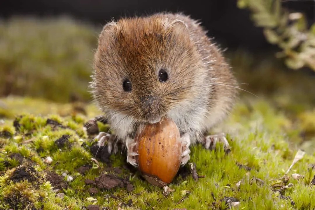 Why Voles Usually Stay Underground (And Why They Come Up) Pest Pointers
