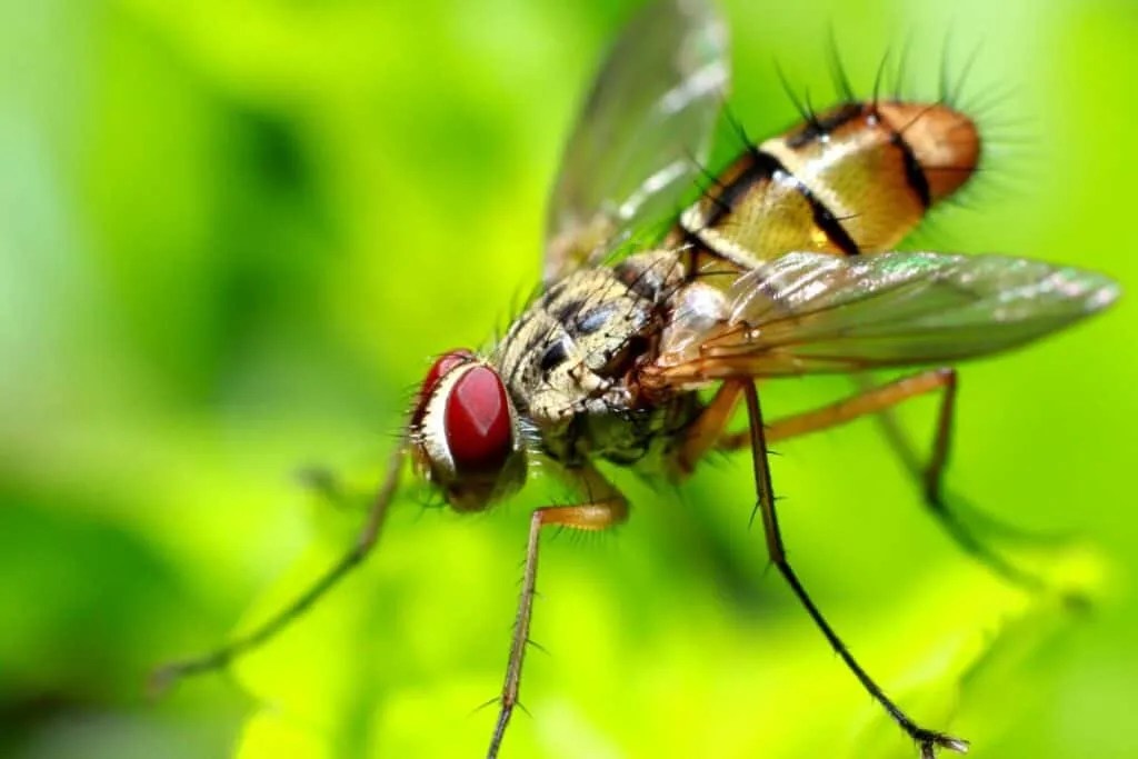 3 Things That Attract Gnats To Your Home (How To Fix Them) Pest Pointers