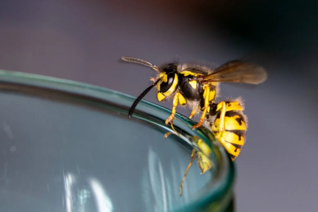 5 Things That Attract Wasps to Your Yard (How to Fix Them) Pest Pointers