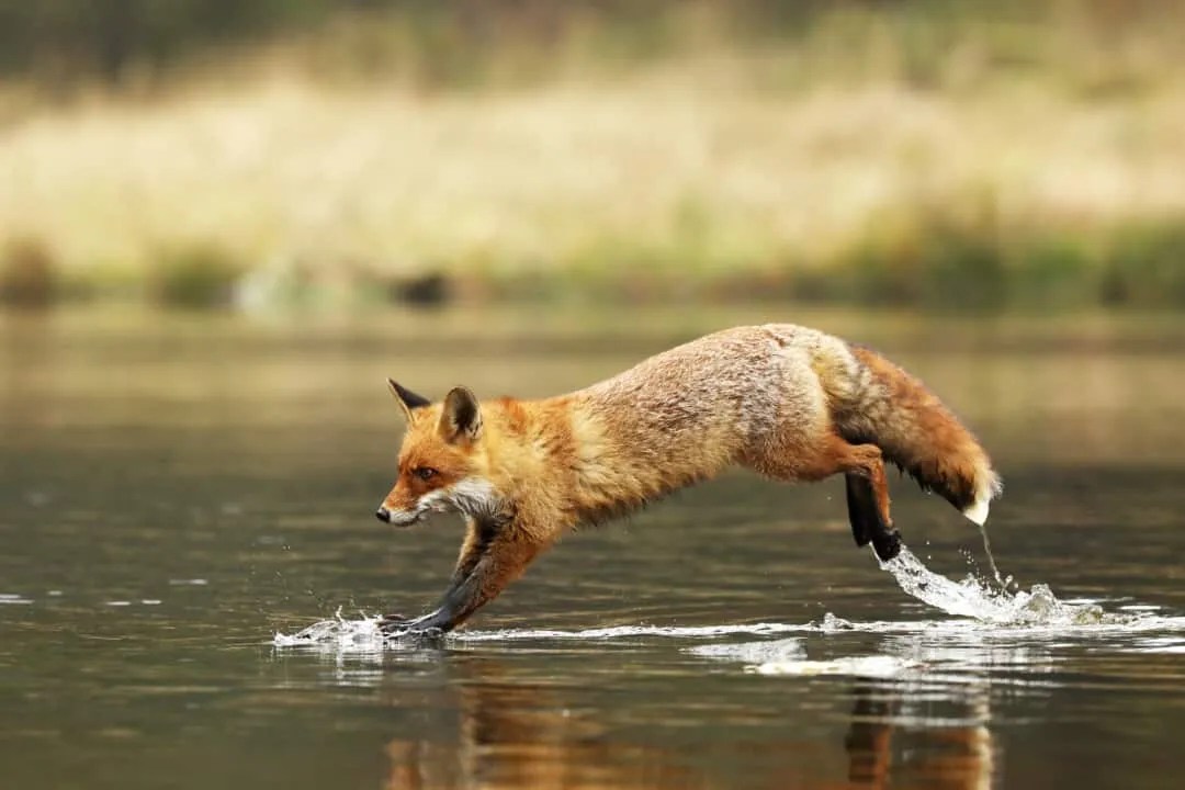 9 Things That Attract Foxes To Your Yard (How To Fix Them) Pest Pointers