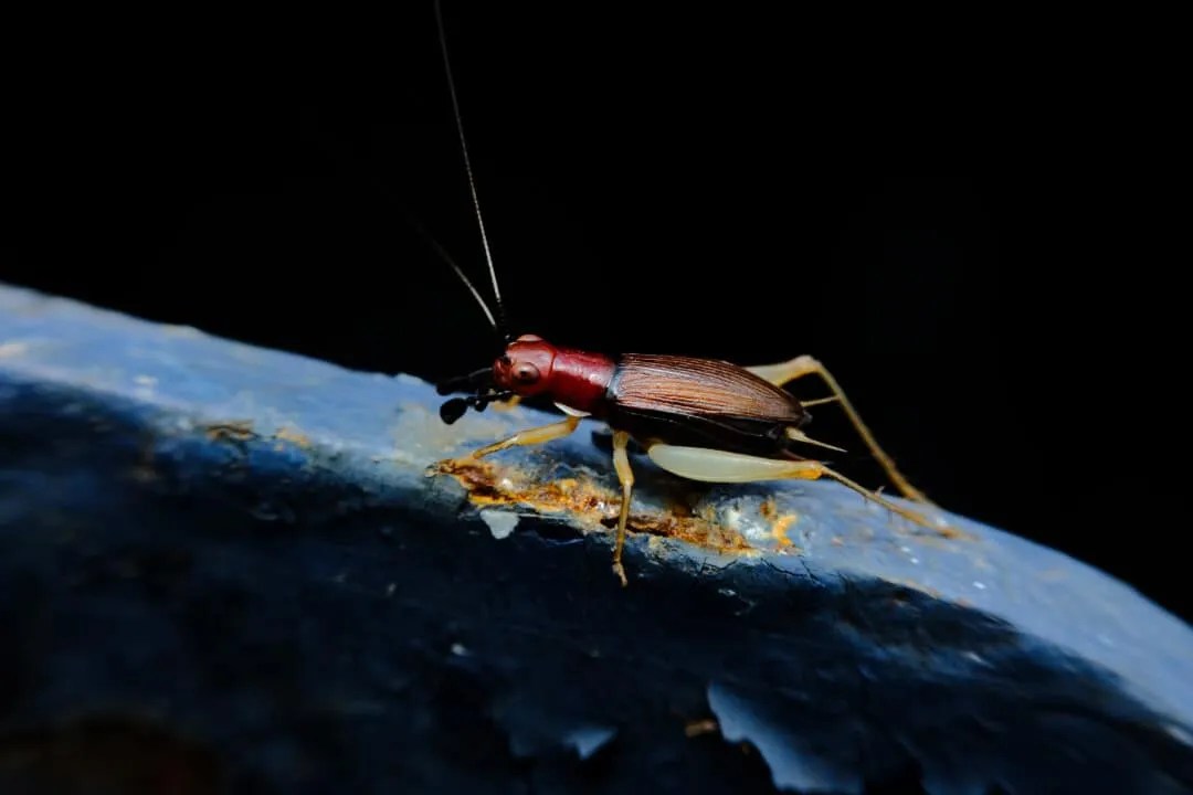9 Things That Attract Crickets To Your Yard + How To Fix Them Pest