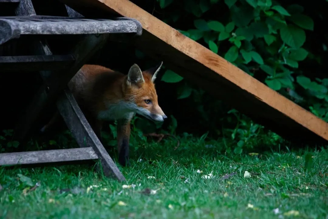 9 Things That Attract Foxes To Your Yard (How To Fix Them) Pest Pointers