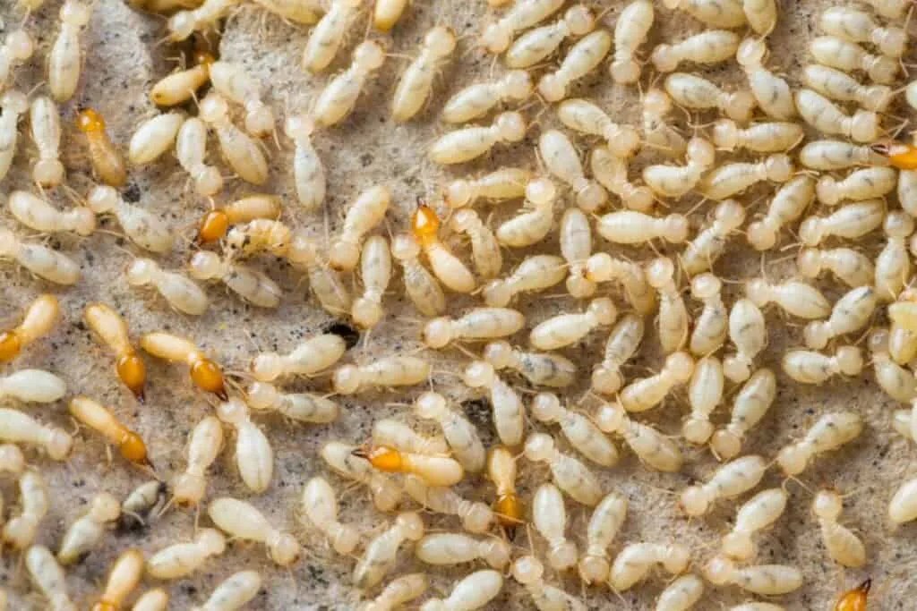 5 Reasons Why Termites Come Out At Night (How To Stop Them) Pest Pointers