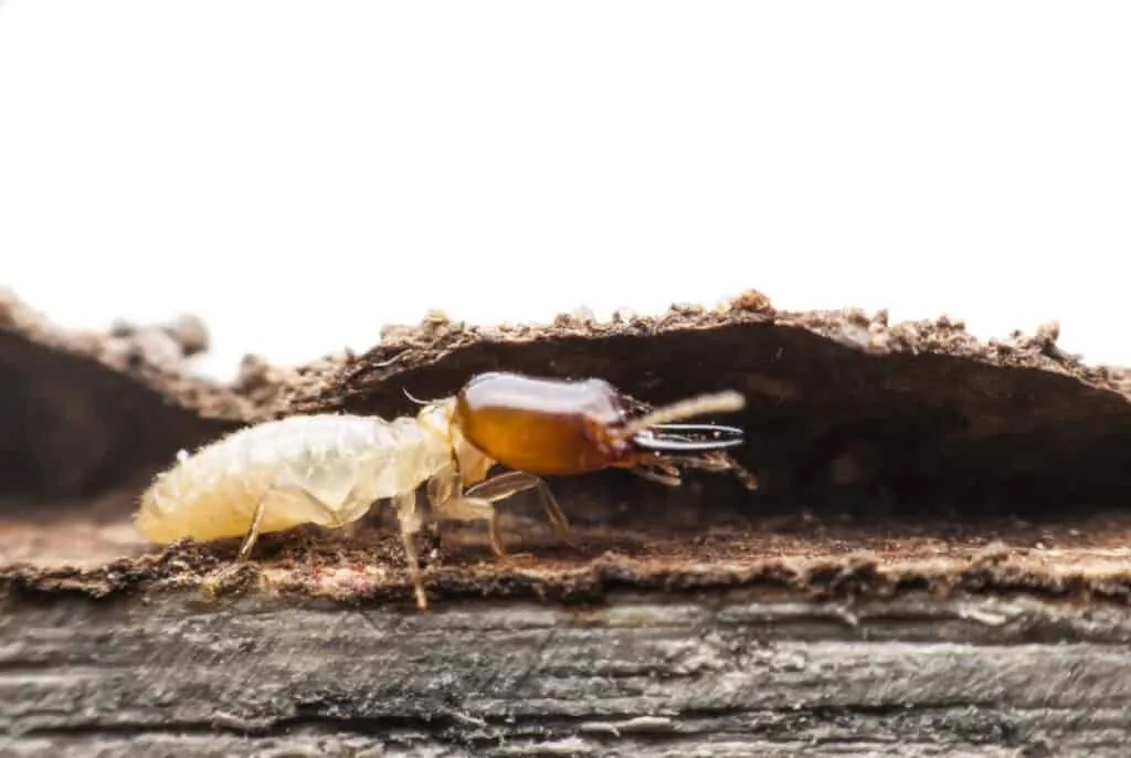 5 Reasons Why Termites Come Out At Night (How To Stop Them) Pest Pointers