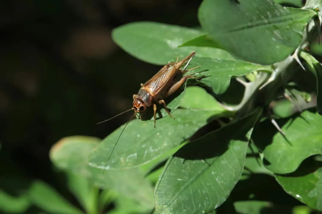 9 Things That Attract Crickets To Your Yard + How To Fix Them Pest