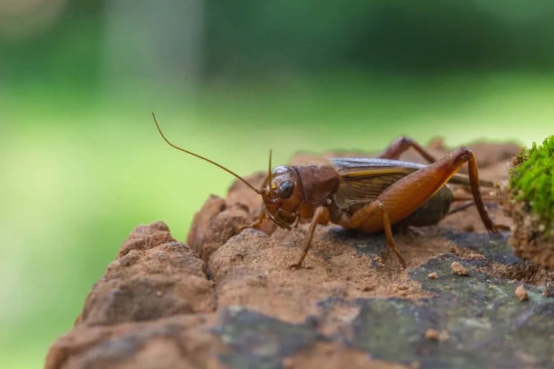 9 Things That Attract Crickets To Your Yard + How To Fix Them Pest Pointers