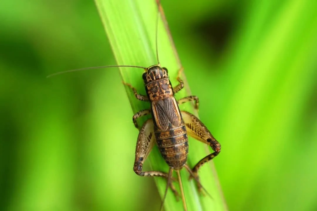 9 Brilliant Ways You Can Keep Crickets Away Indefinitely Pest Pointers