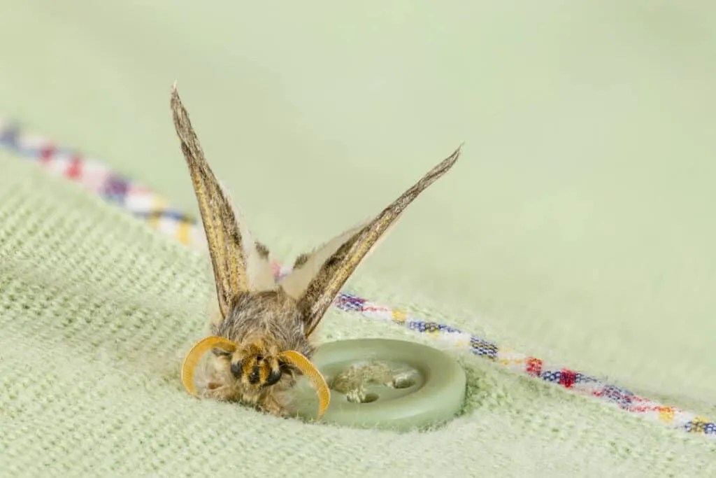 7 Things That Attract Moths To Your Bedroom (Prevention Tips) Pest Pointers