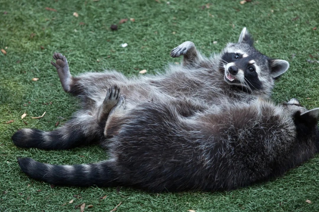 8 Things That Attract Raccoons To Your Yard (What To Do) Pest Pointers