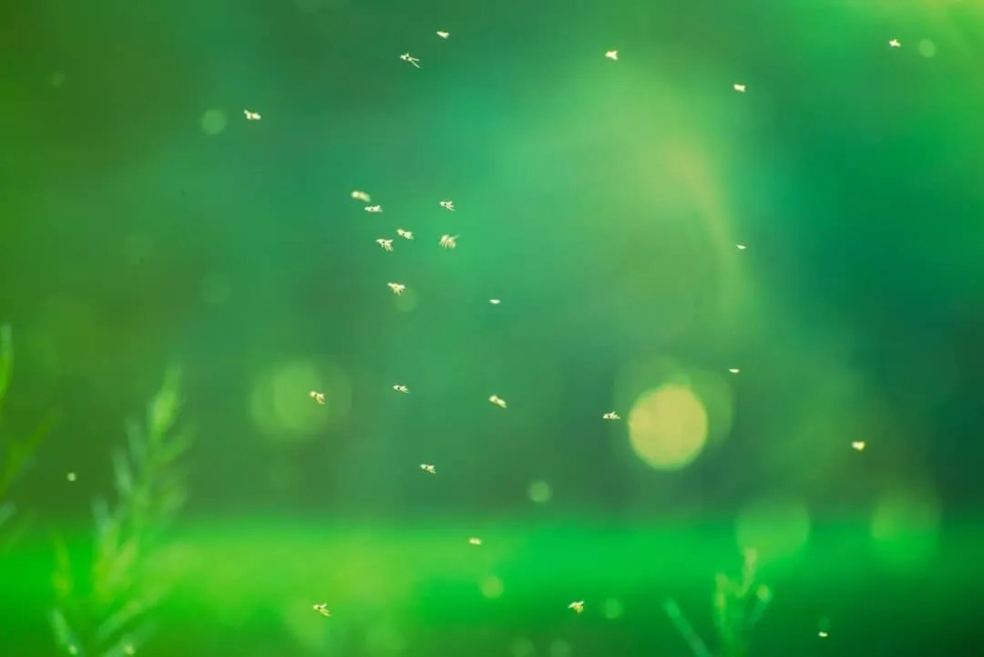 3 Things That Attract Gnats To Your Home (How To Fix Them) Pest Pointers