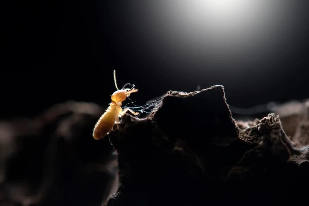 5 Reasons Why Termites Come Out At Night (How To Stop Them) Pest Pointers