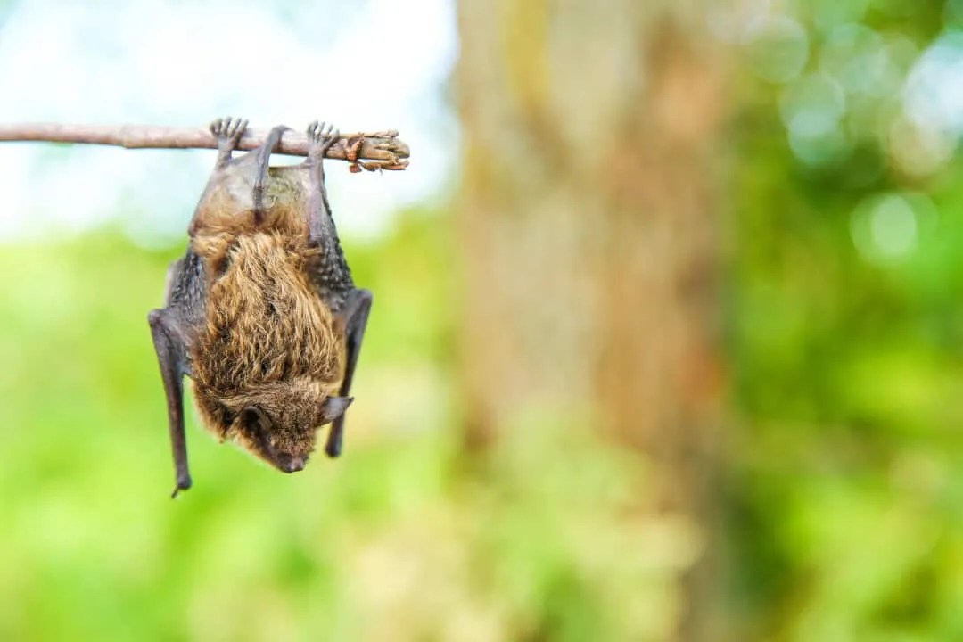 The 7 Best Ways To Keep Bats Away From Your Trees Pest Pointers