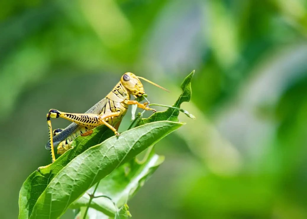 9 Things That Attract Crickets To Your Yard + How To Fix Them Pest Pointers
