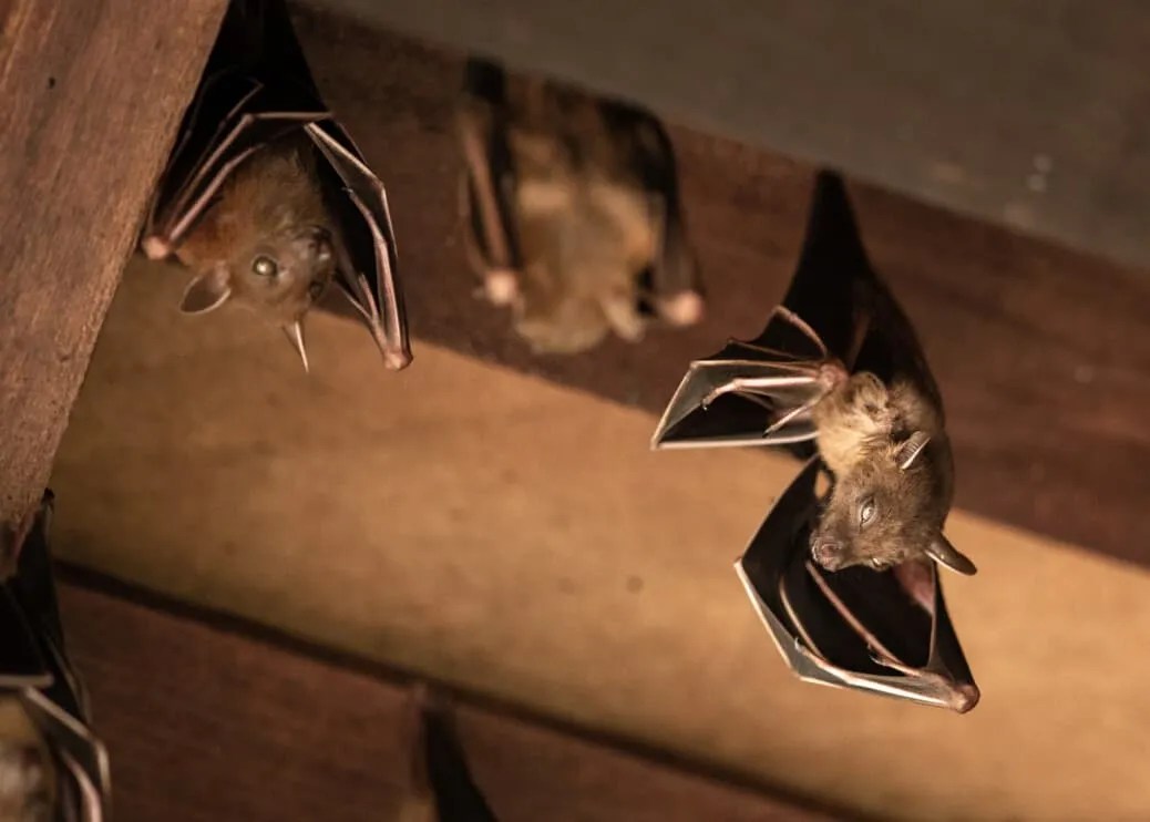 Keeping Bats Out Of Your Attic For Good [StepByStep] Pest Pointers
