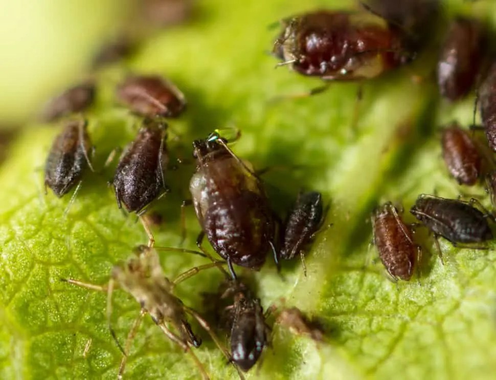 10 Bugs And Insects That Love Eating Roses (How To Stop Them) Pest Pointers