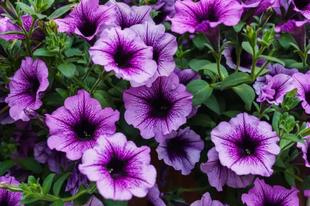 9 Animals That Love Eating Your Petunias (How To Stop Them) Pest Pointers
