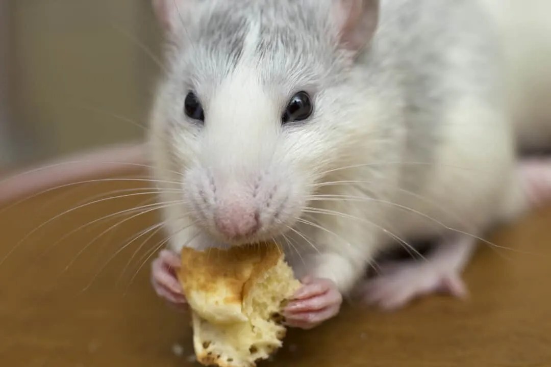 8 Places Rats Go During Winter (And When They Return) Pest Pointers