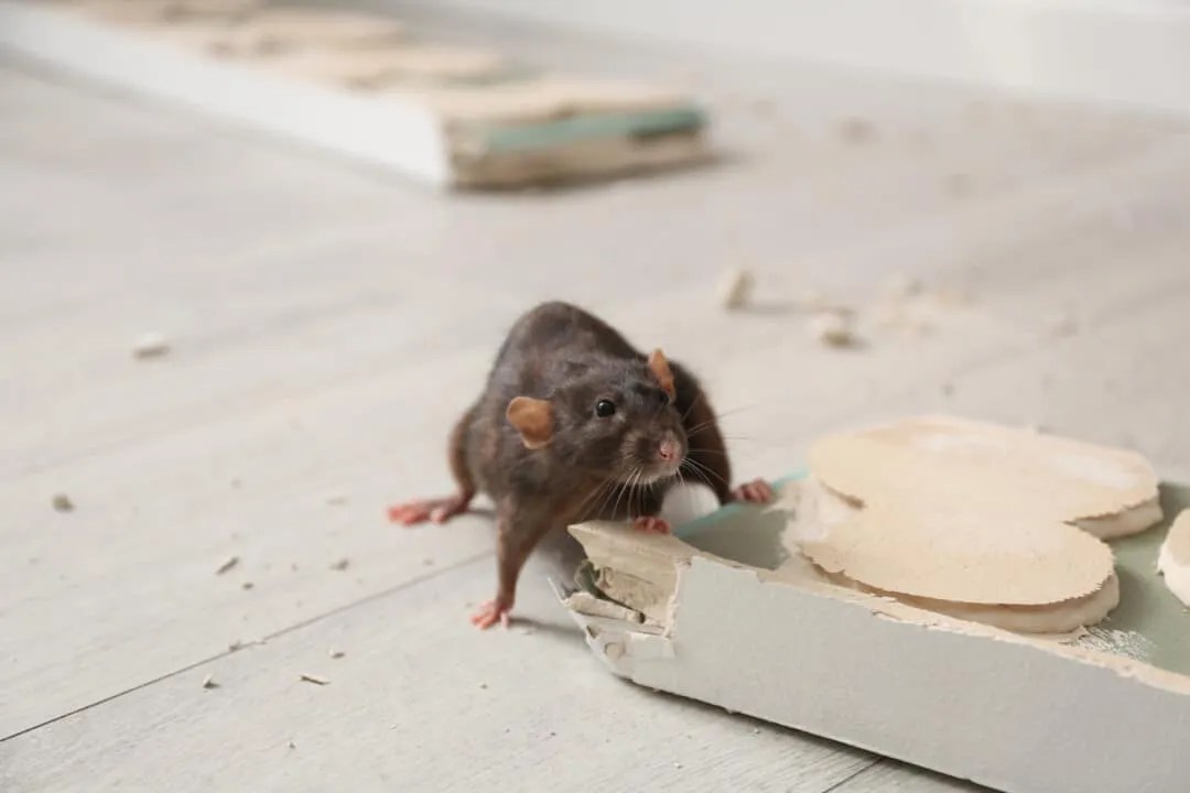 8 Places Rats Go During Winter (And When They Return) Pest Pointers