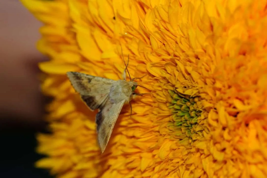 5 Bugs And Insects That Eat Your Sunflowers (Repelling Tips) Pest