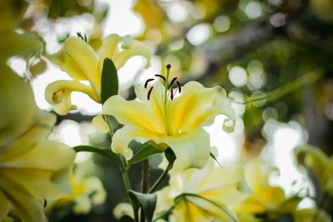 10 Animals That Love Eating Your Lilies & How To Stop Them Pest Pointers
