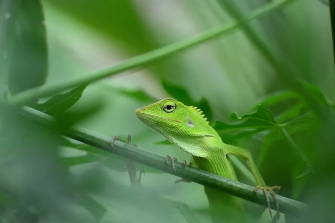 8 Scents That Lizards Hate (And How To Use Them) Pest Pointers