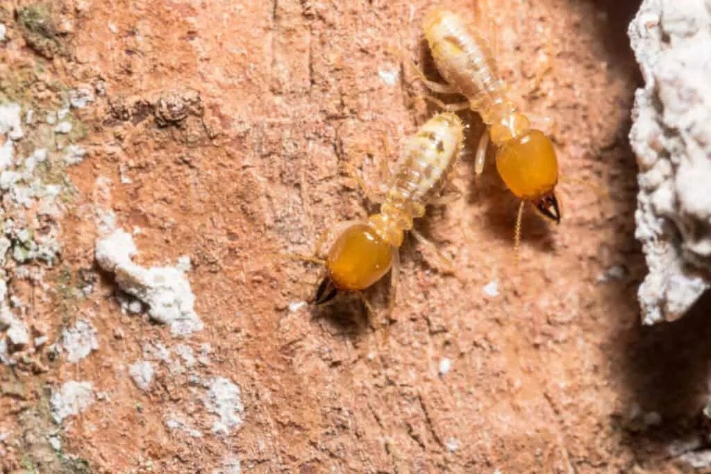 13 Places Where Termites Live (And Why They Never Sleep) Pest Pointers