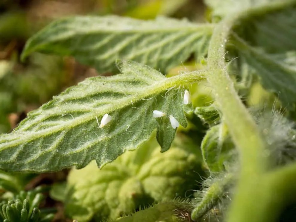 5 Reasons Why You Have Whiteflies (And How to Remove Them) Pest Pointers