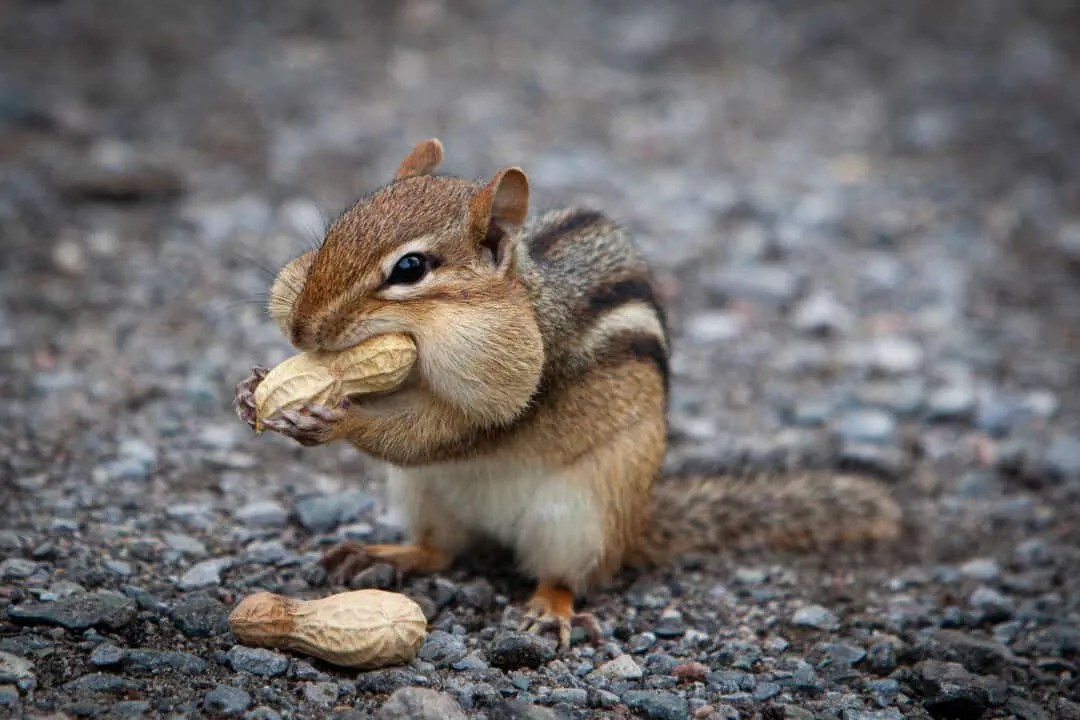 5 Best Ways to Fill Chipmunk Holes For Good Pest Pointers