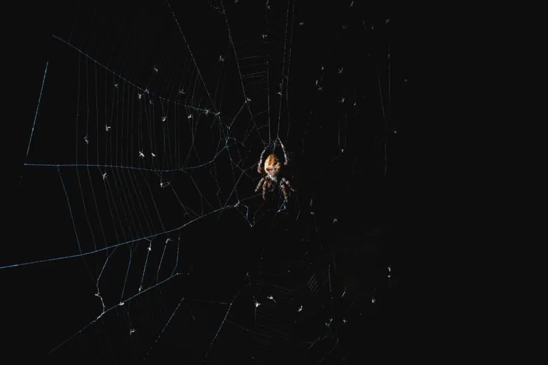 6 Reasons Why Spiders Won't Crawl On You At Night (Probably) Pest