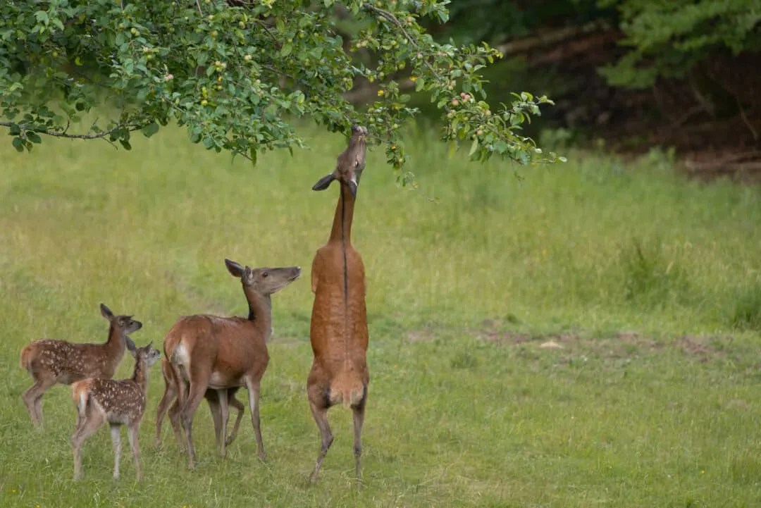 12 Animals That Love Eating Apple Trees (How To Repel Them) Pest Pointers