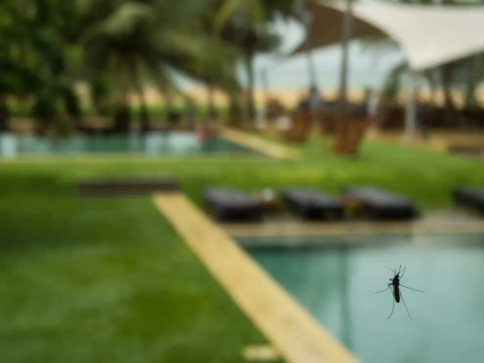 9 Easy Tips To Keep Mosquitoes Out Of Your Swimming Pool Pest Pointers