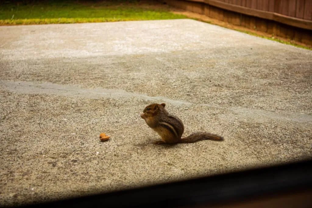 The List Of 15 How To Fill Chipmunk Holes