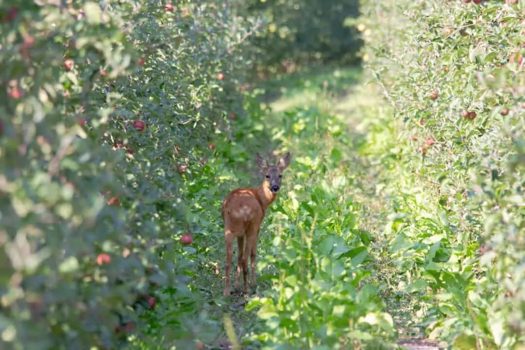 12 Animals That Love Eating Apple Trees (How To Repel Them) Pest Pointers