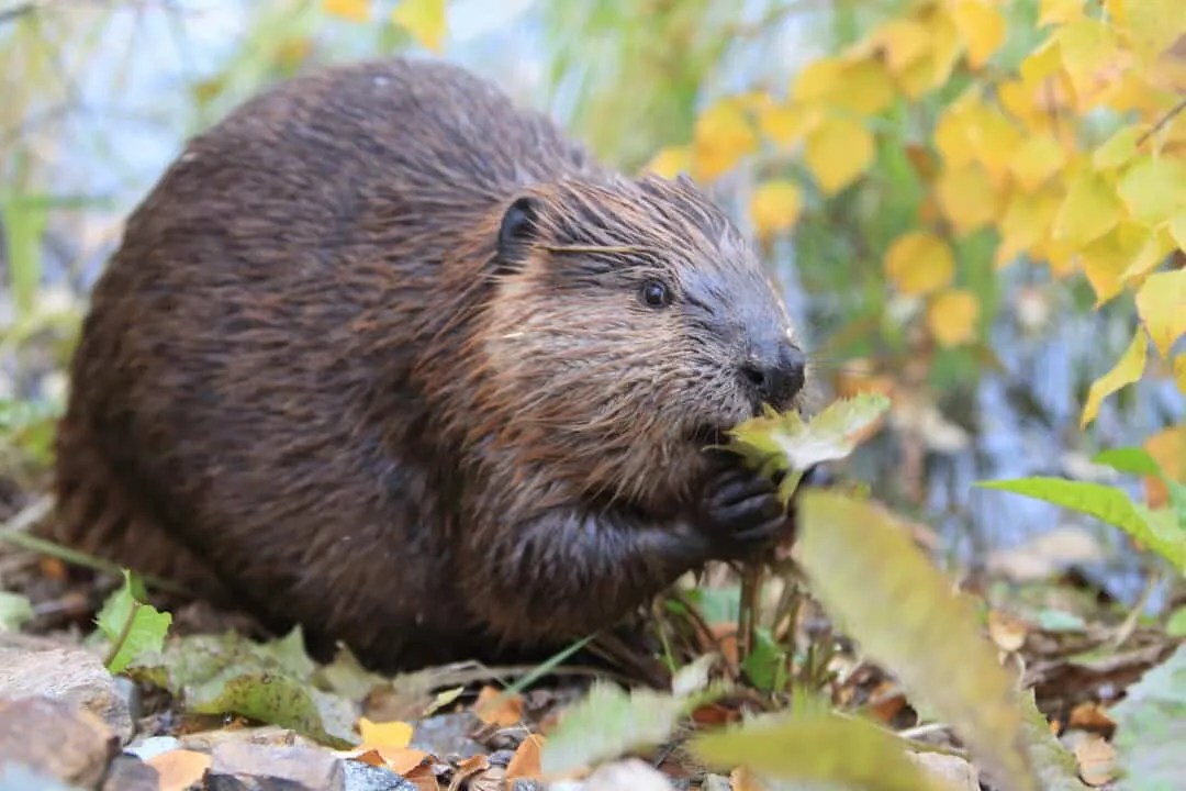 7 Simple Tips For Keeping Beavers Off Your Trees Pest Pointers