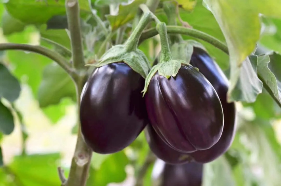 9 Animals That Love Eating Your Eggplants (Repel Them!) Pest Pointers