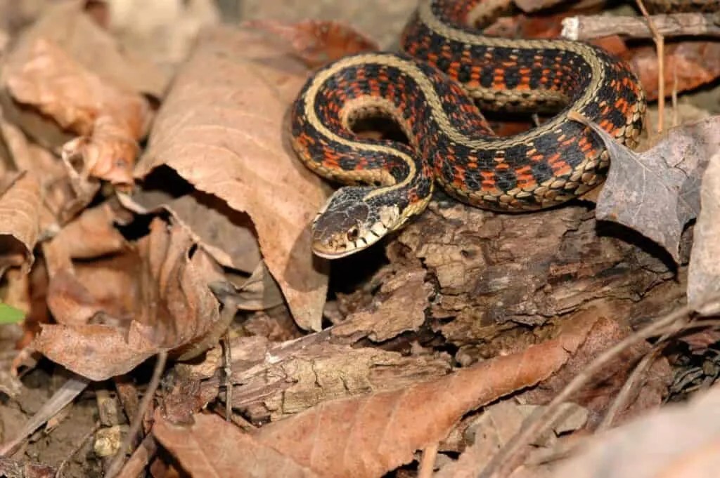 7 Places Snakes Go During Winter (And When They Return) Pest Pointers
