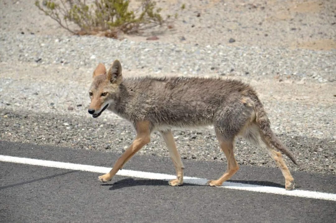 Why Coyotes Keep Coming Back To Your Yard (How To Stop Them) Pest
