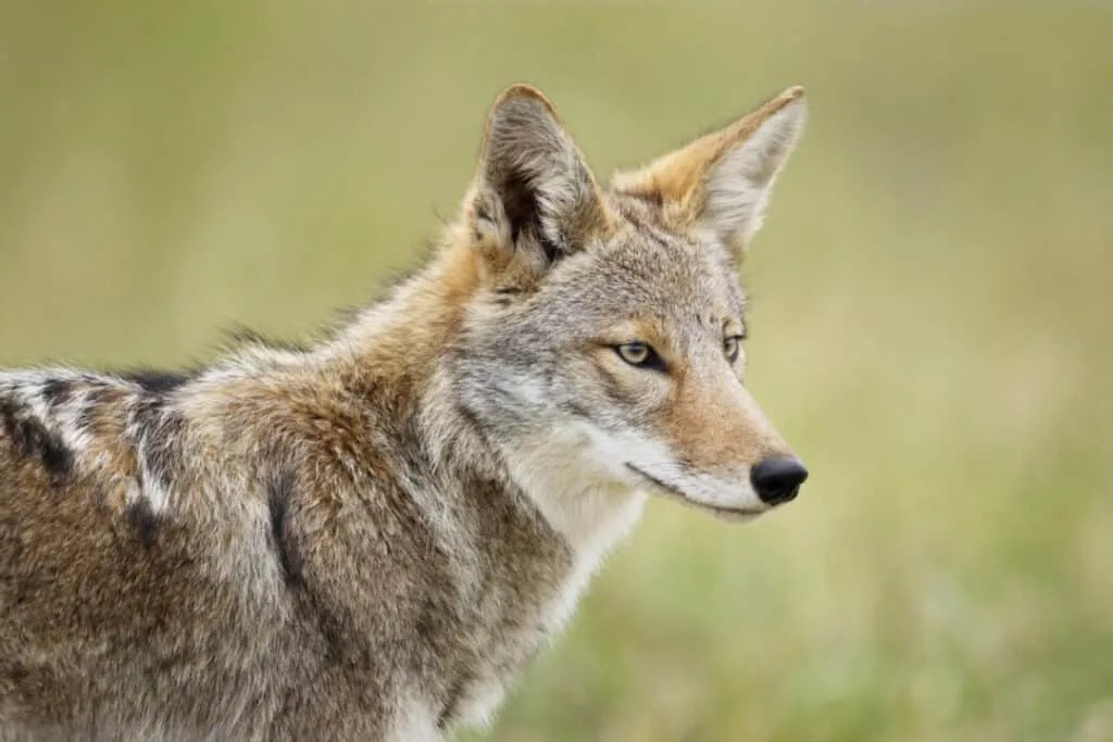Why Coyotes Keep Coming Back To Your Yard (How To Stop Them) Pest