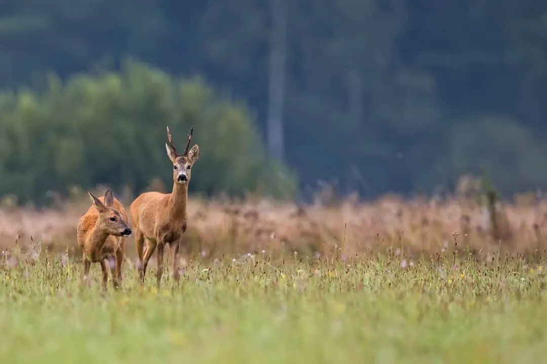 7 Sounds And Noises That’ll Scare Deer Away Pest Pointers