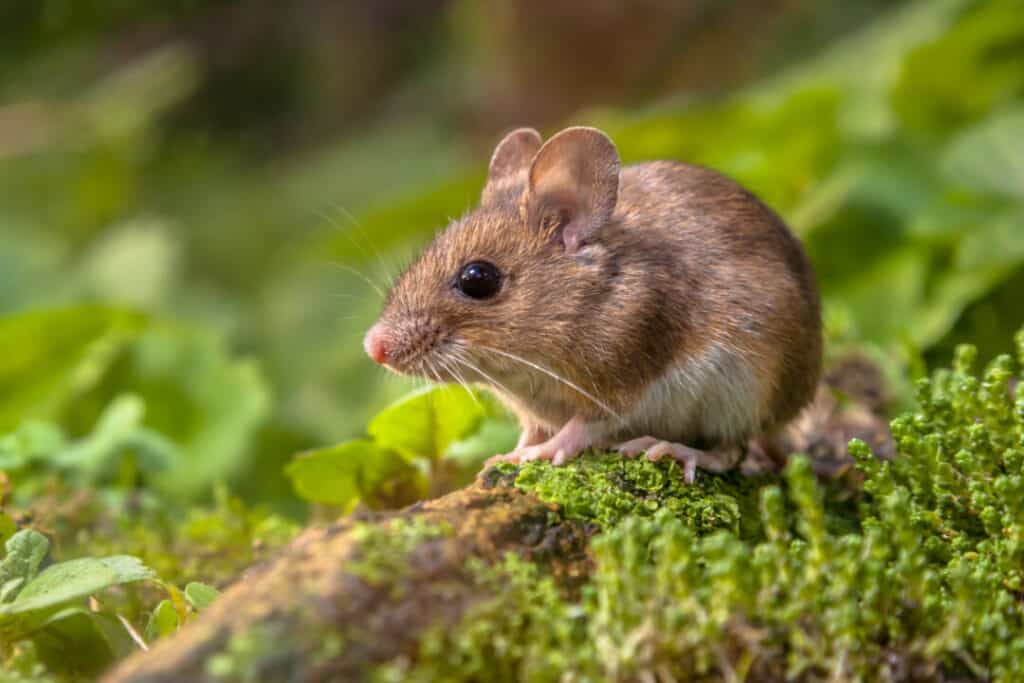 9 Plants That Repel Mice Naturally (And Why They Work) Pest Pointers