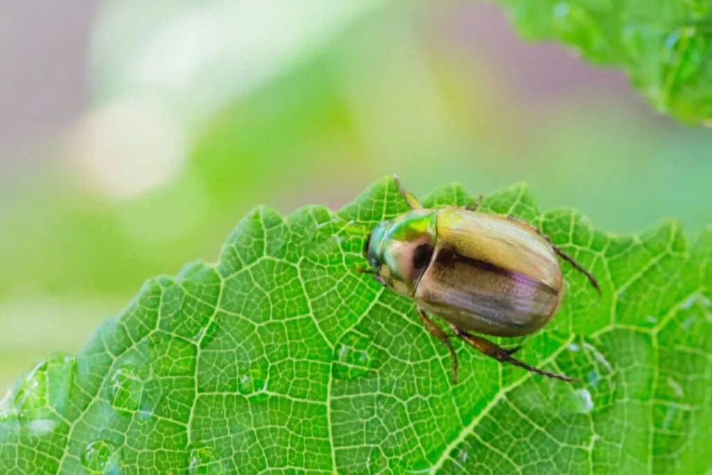 8 Bugs And Insects That Eat Apple Trees (How To Repel Them) Pest Pointers
