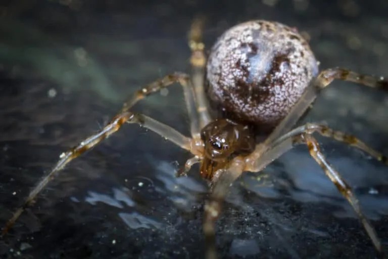 8 Places Spiders Go During Winter (And When They Return) Pest Pointers