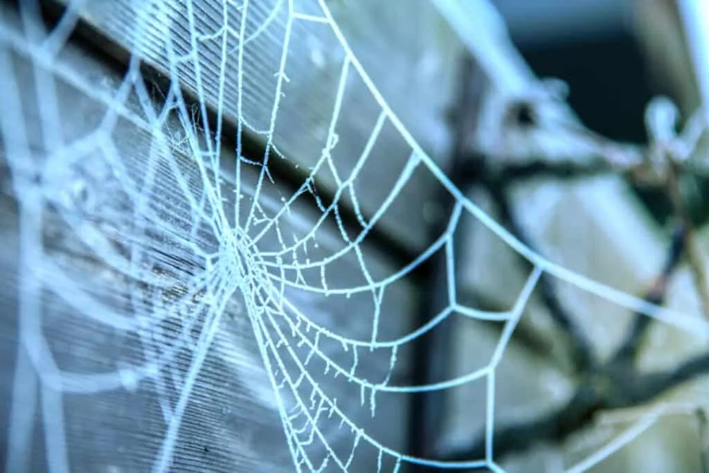 8 Places Spiders Go During Winter (And When They Return) Pest Pointers