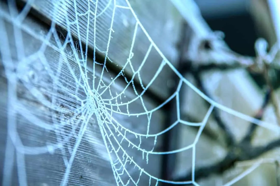 8 Places Spiders Go During Winter (And When They Return) Pest Pointers