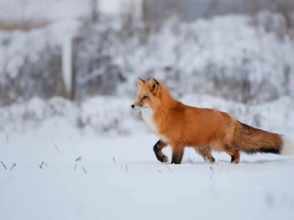7 Places Foxes Go in the Winter (And When They Return) Pest Pointers
